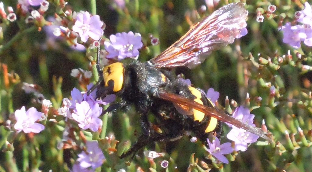 Megascolia maculata flavifrons